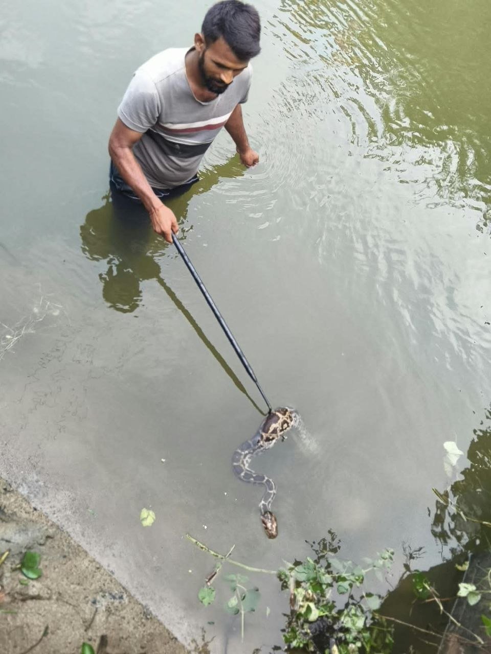 Animal Rescue